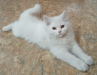 Parshian kitten 2 female